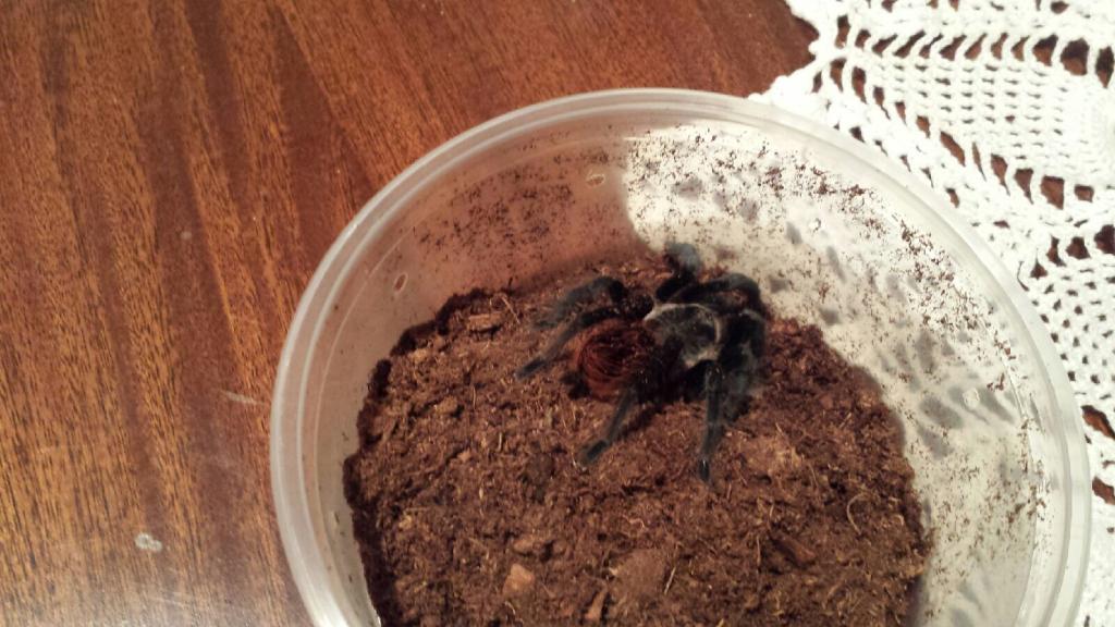 My Brachypelma vagans