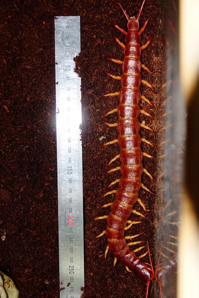 my centipede