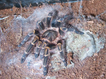my chaco fresh moult