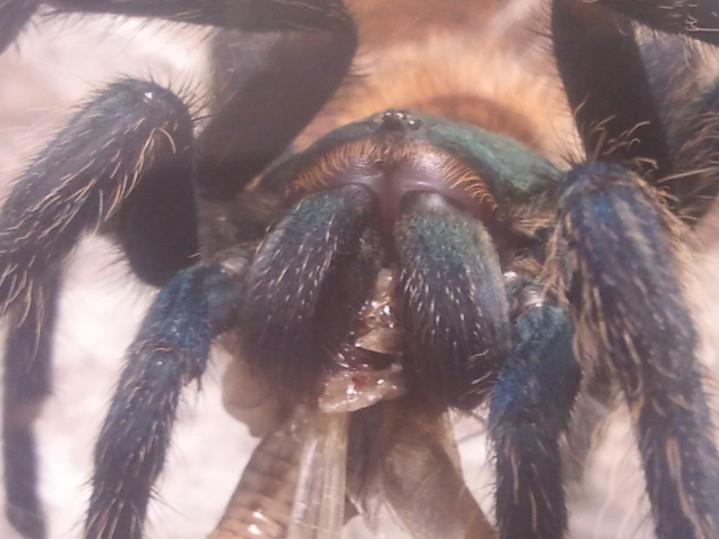 My Chromatopelma, Bach