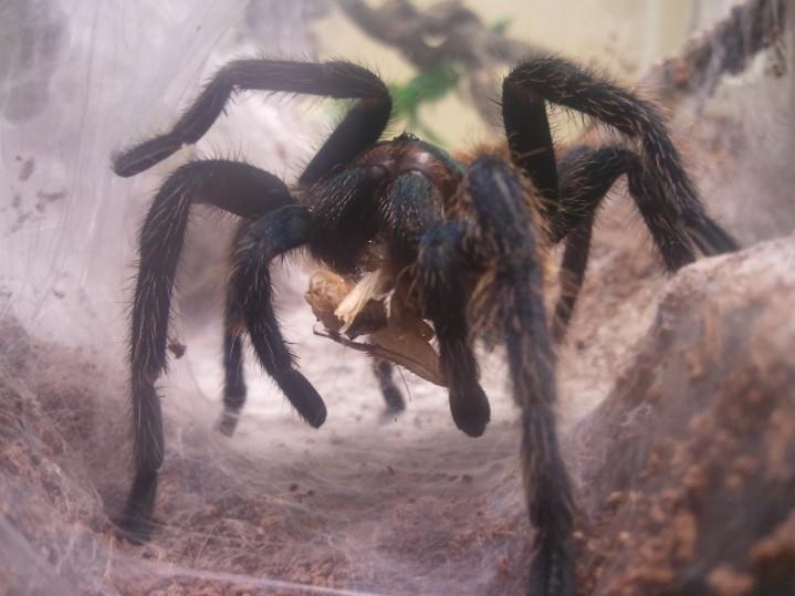 My Chromatopelma, Bach