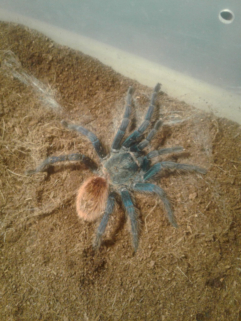 My Chromatopelma Cyaneopubescens