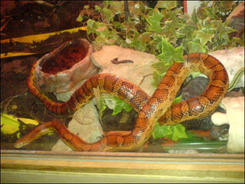 my corn snake