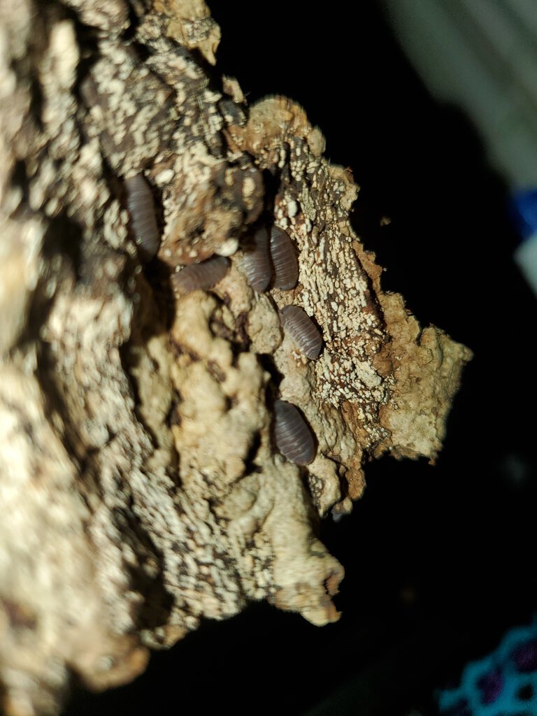 My Cubaris "Borneo" Isopods