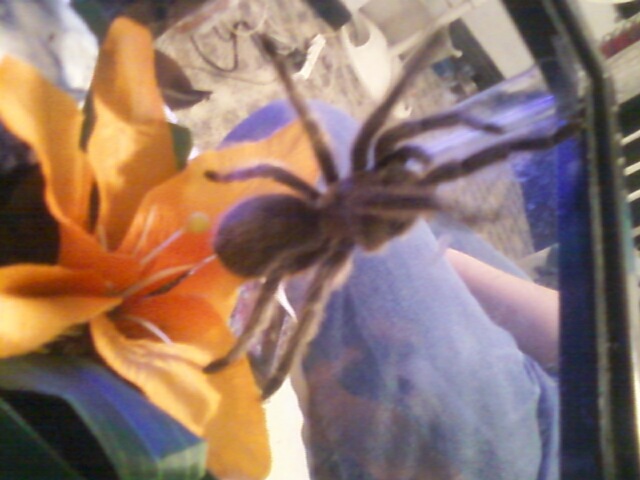 my cute G. Rosea