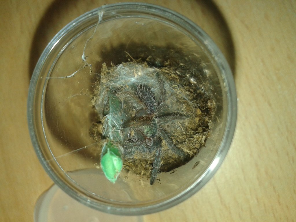 My D. Diamantinensis