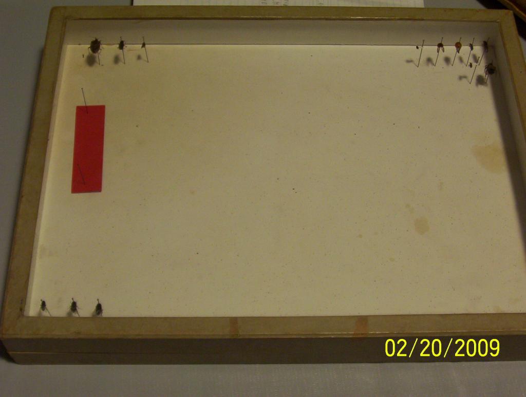 My Entomology Class Collection