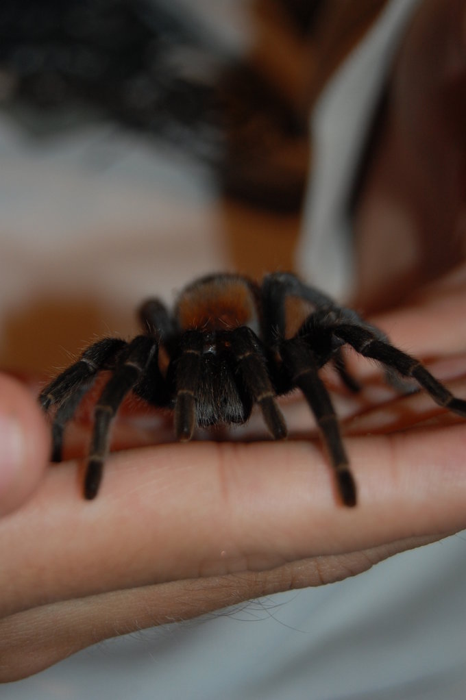 My Euathlus Sp. Red "Shelob"