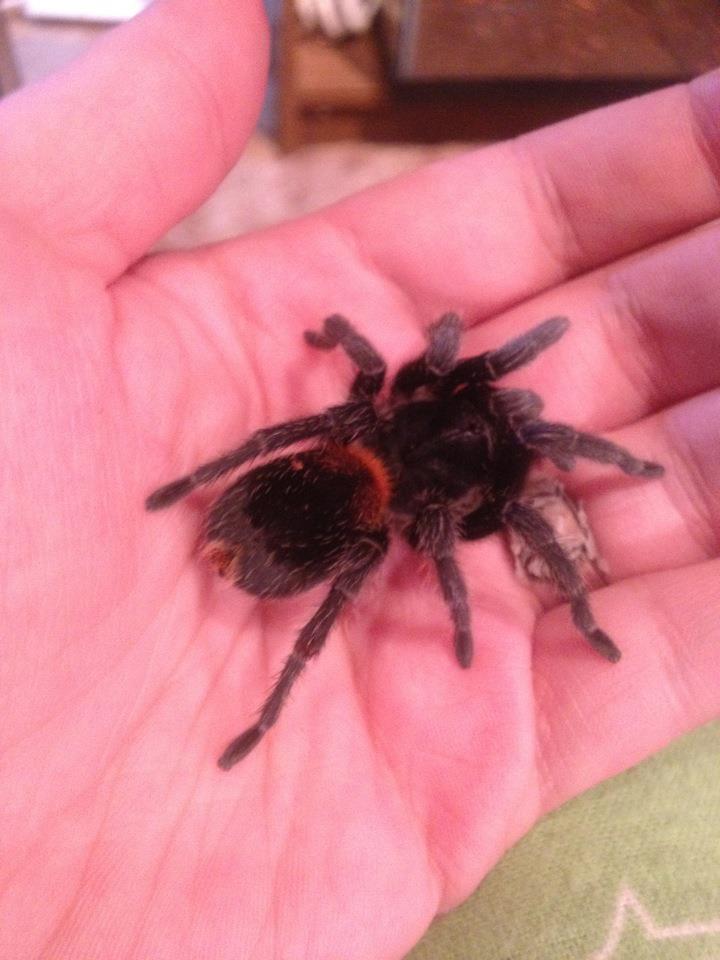 My Euathlus sp. Yellow