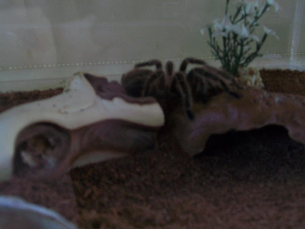 my female and male rose hairs