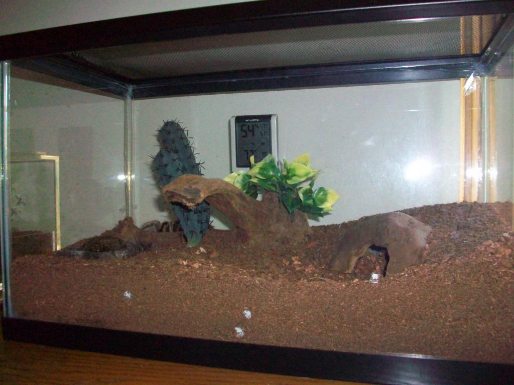 my female and male rose hairs