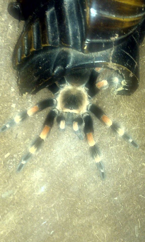 My female Brachypelma Annitha