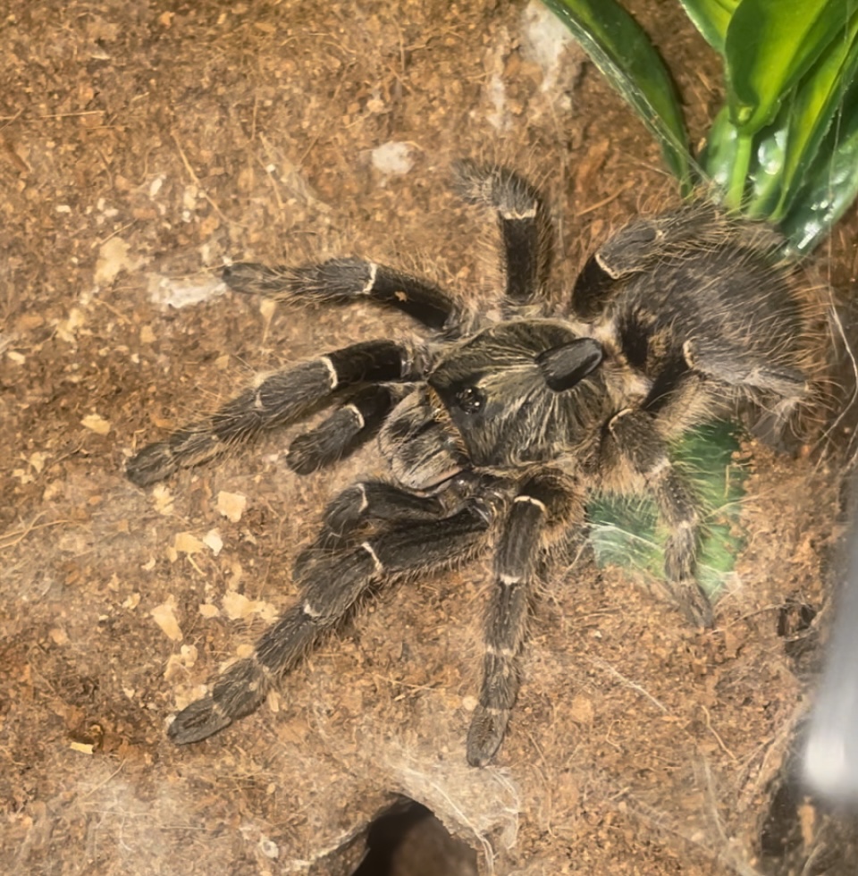 My female Ceratogyrus darlingi, Lady Clyde