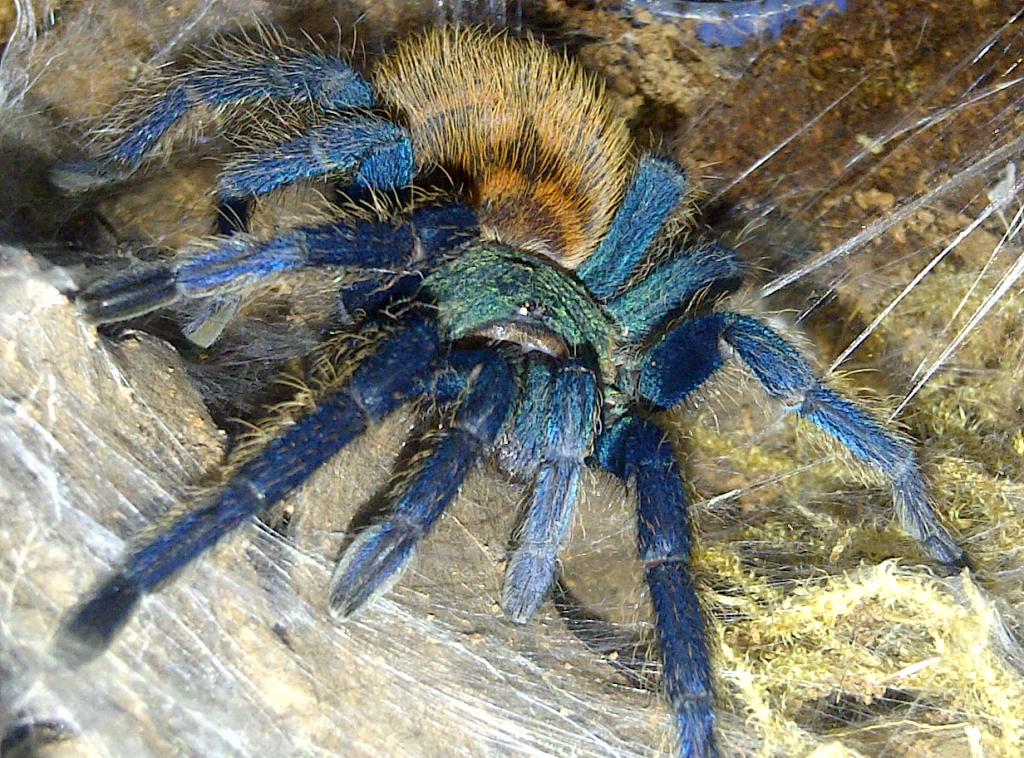 my female chromatopelma cyaneopubescens