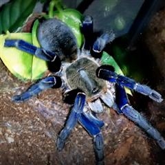 My Female Cobalt Blue Tarantula (Sky) (Haplopelma lividum)