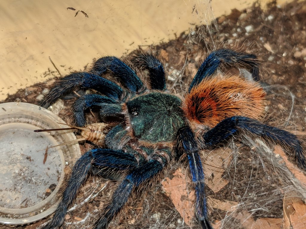 my female GBB