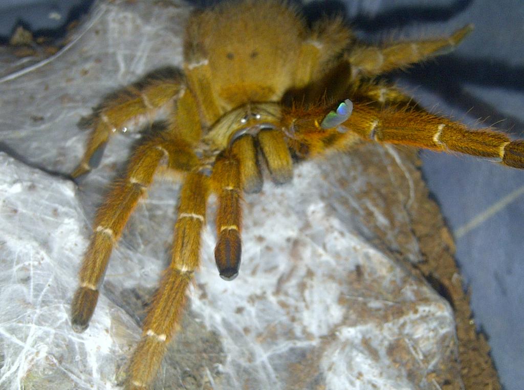 my female obt 6 inch