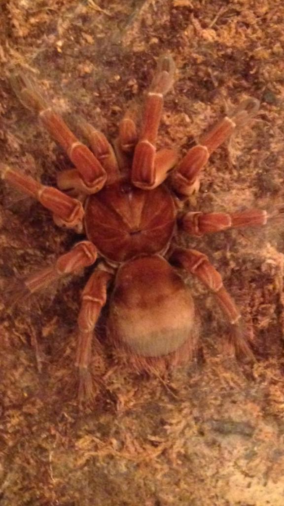 My female T. Stirmi &quot;Elvira&quot;