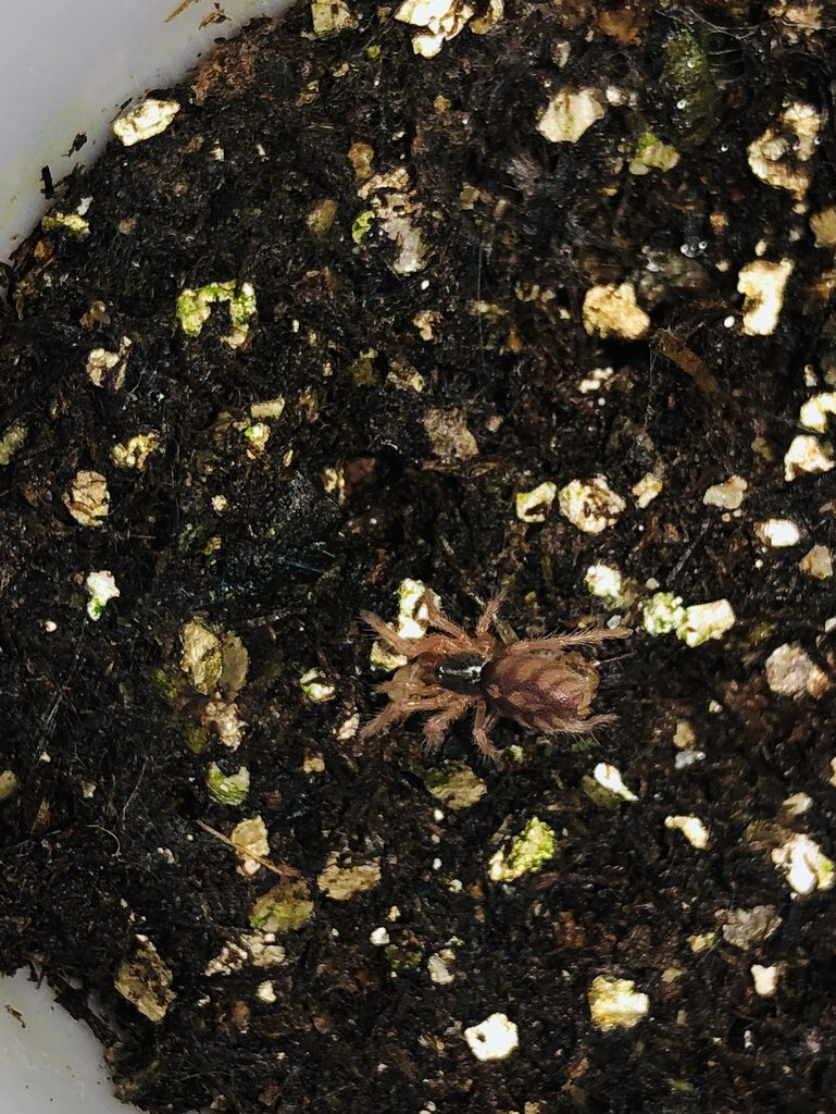 My first dwarf species! (H. sp Colombia)