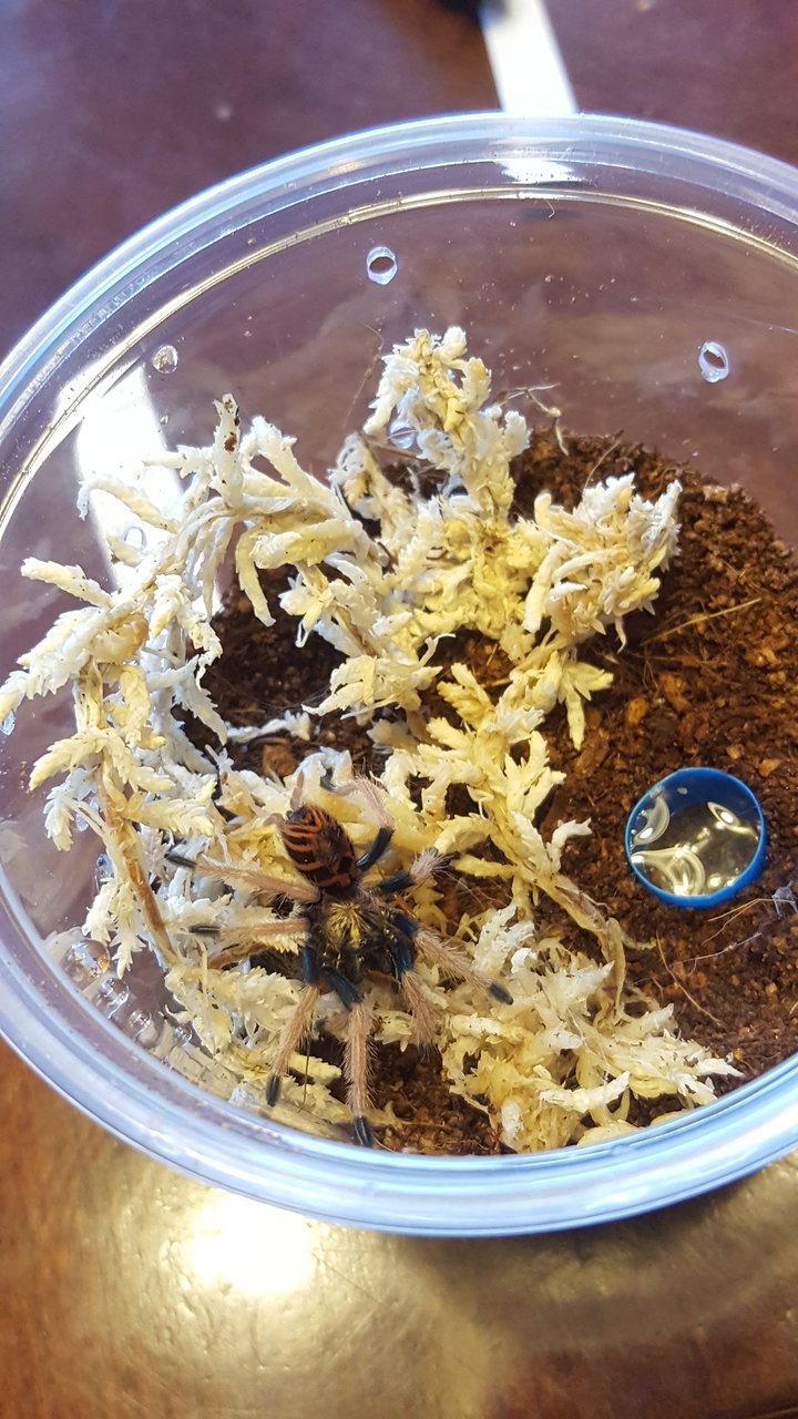 My first GBB <3