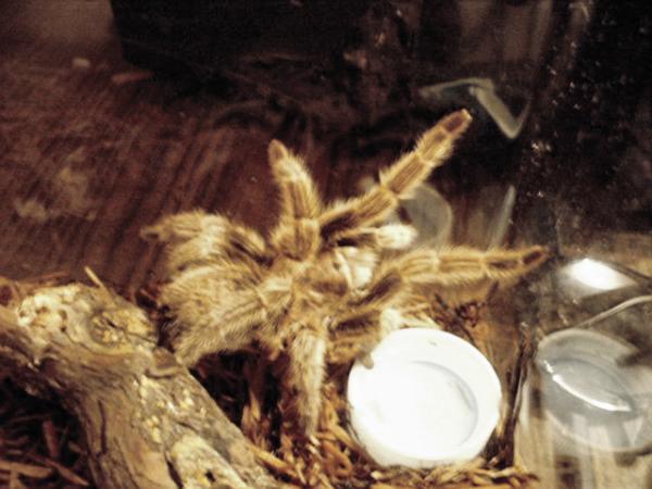 My First Rose Hair Tarantula