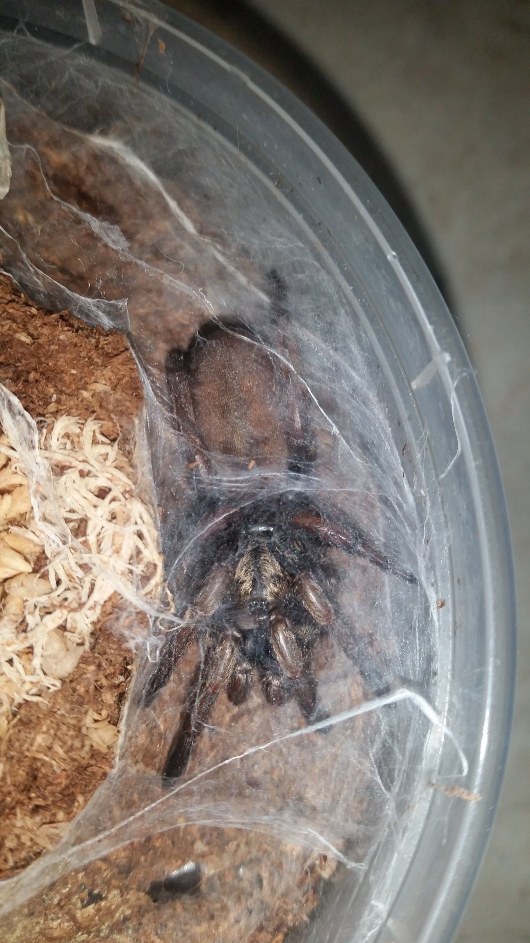 My first spider!