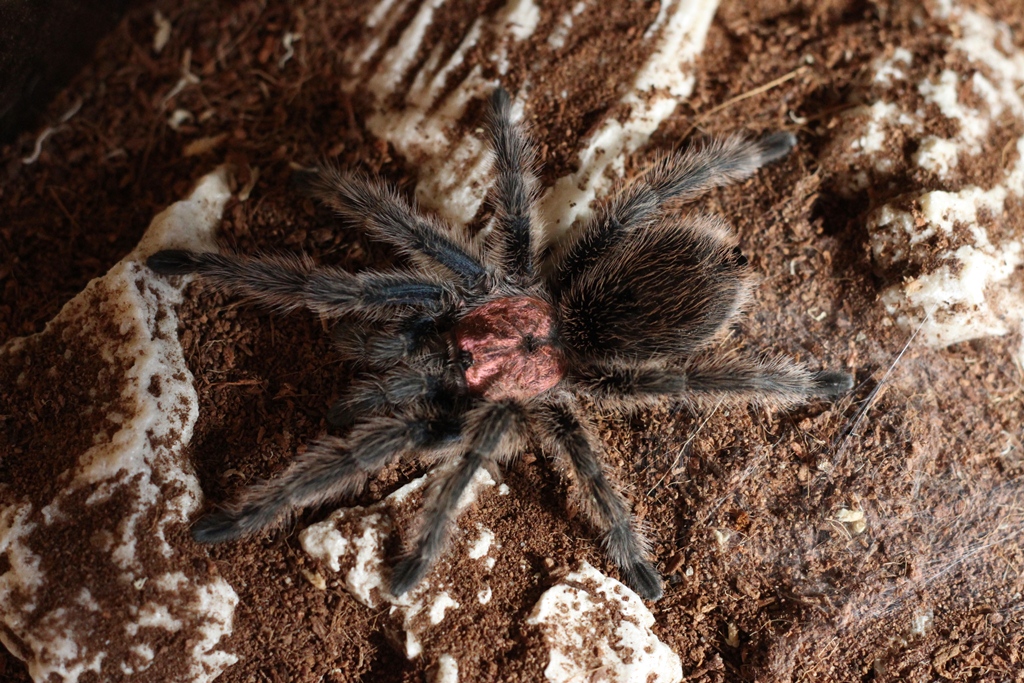 My first T, a G. Rosea named Peter.