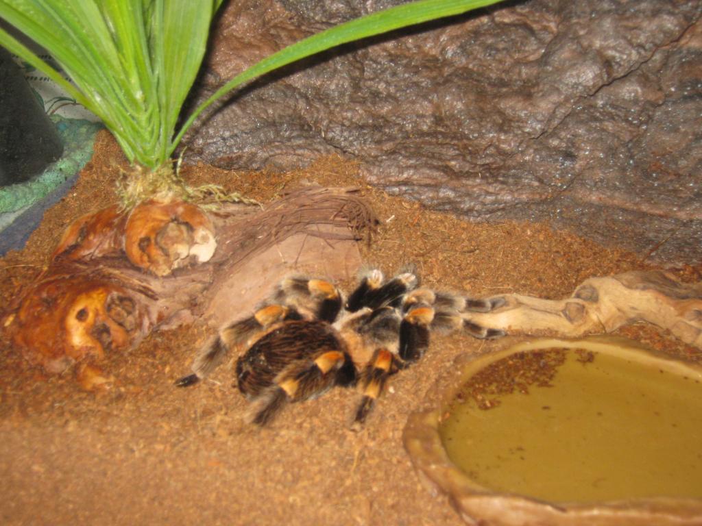 My first tarantula in her new home