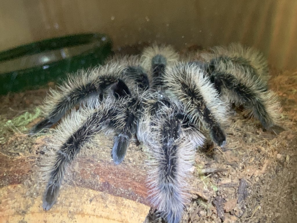 My first tarantula! Meet Athena