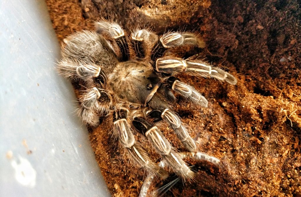 My First Tarantula