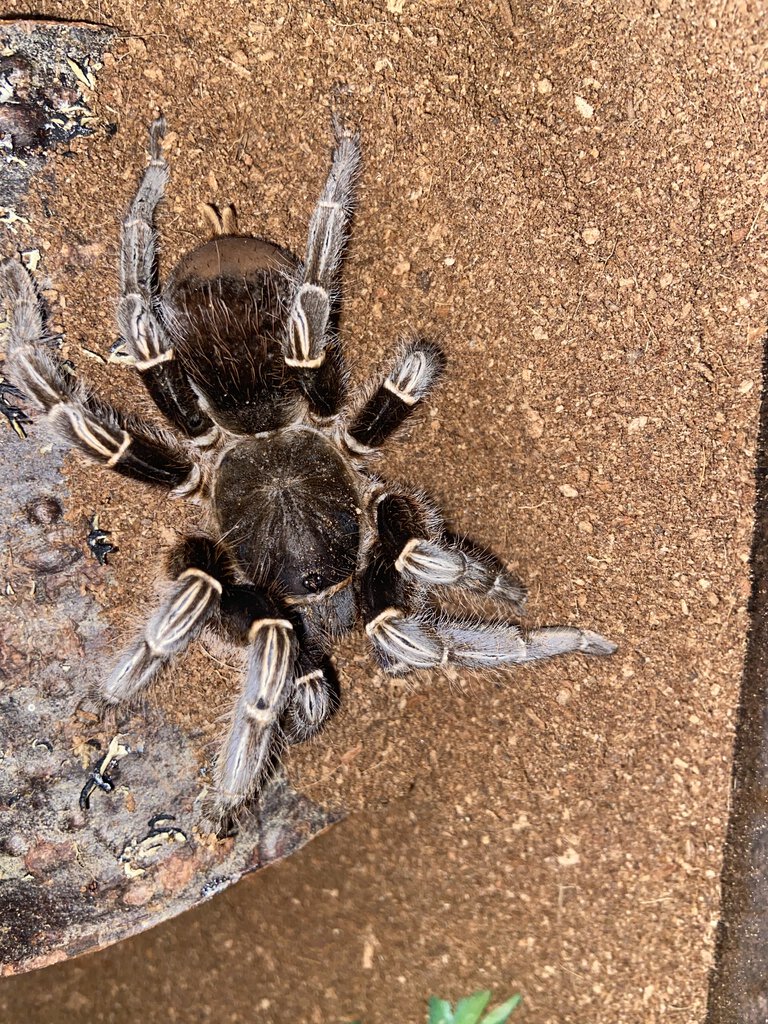 My first tarantula