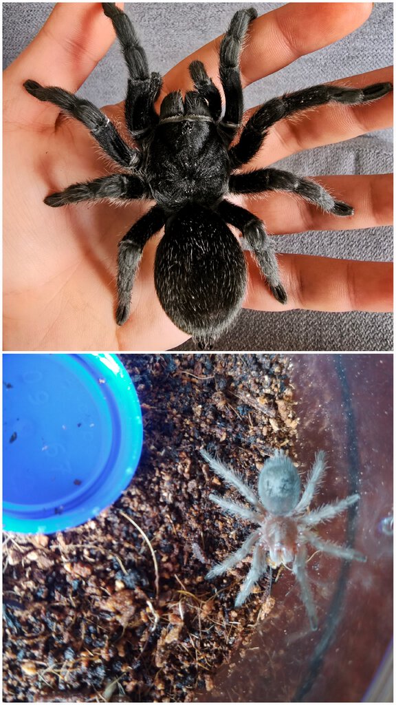 My first tarantula