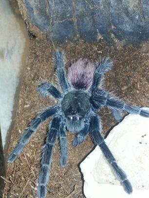 My freshly molted MF T.Ockerti