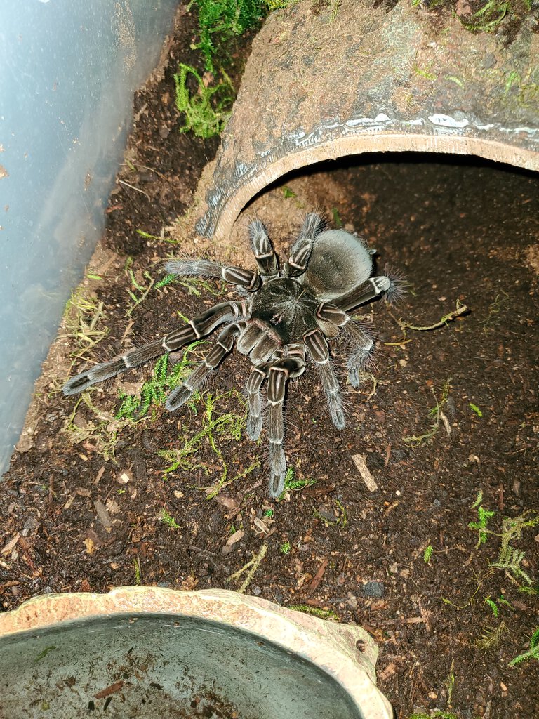 My freshly molted stirmi