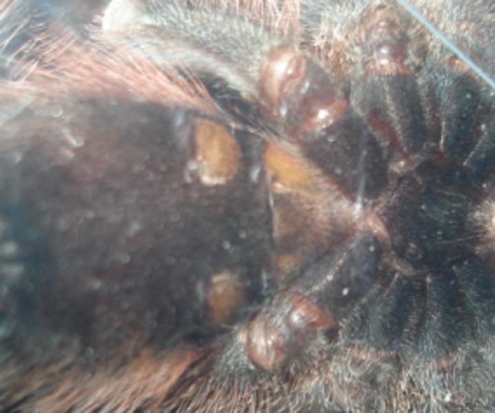 my friend´s avicularia avicularia