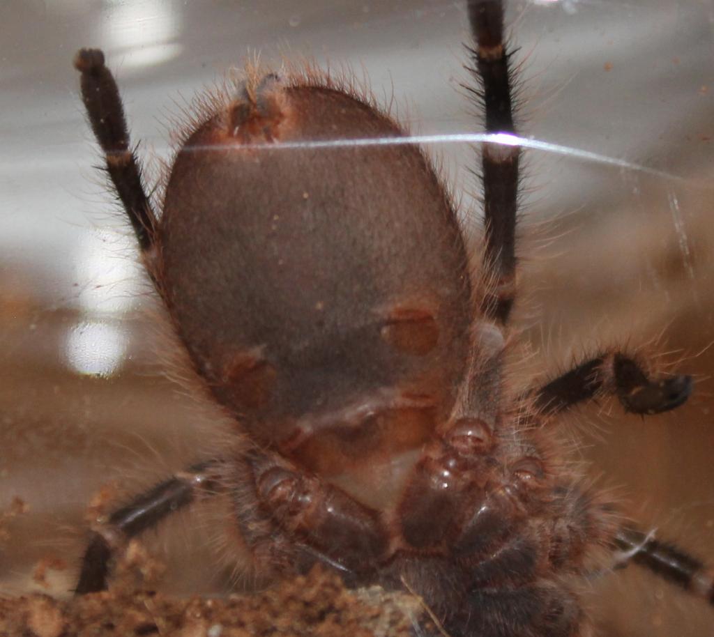 My g.pulchripes