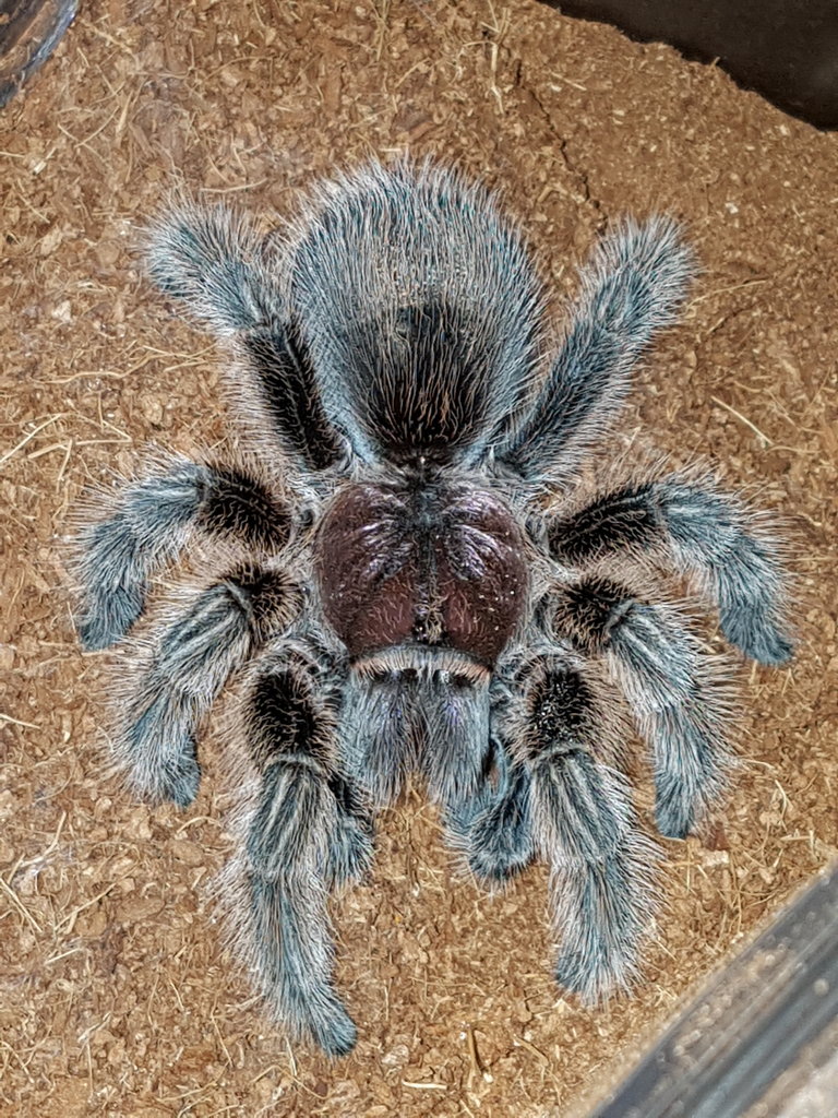 My G.Rosea has gone from pink to silver