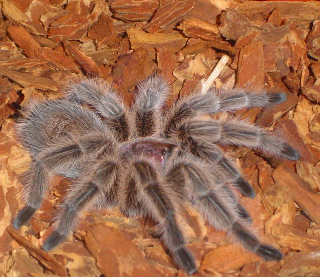 my G.rosea