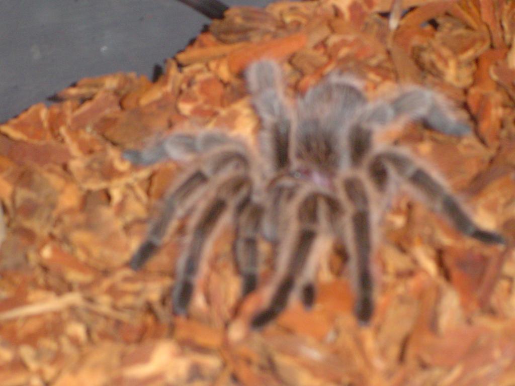 my G.rosea