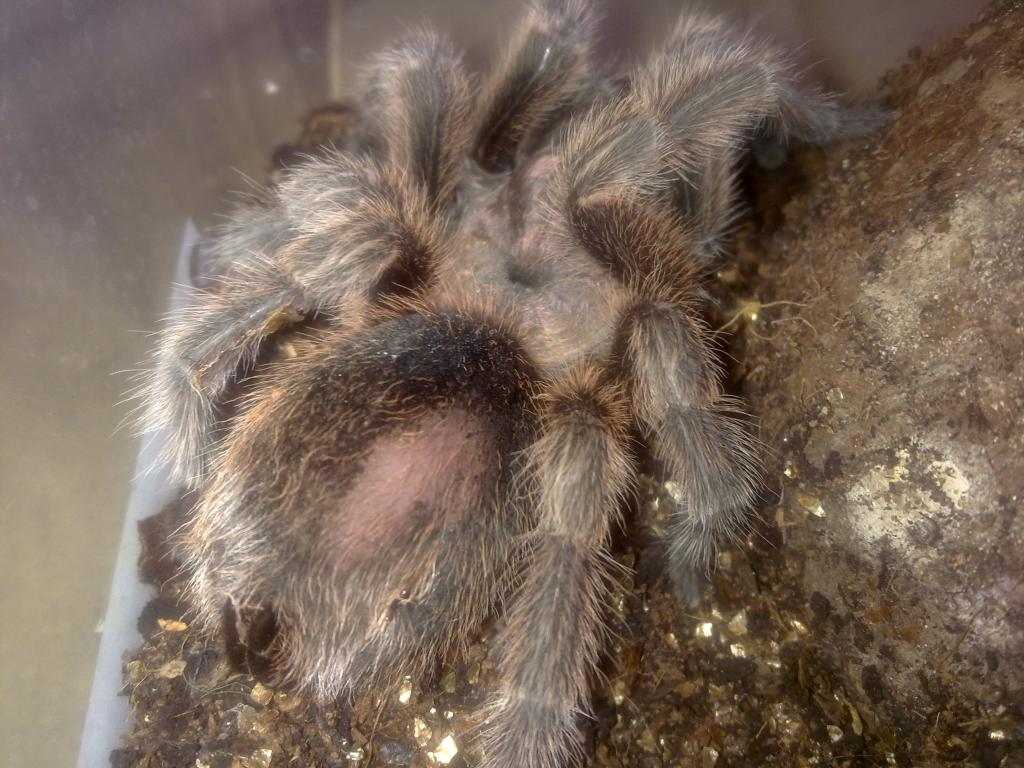 My G. Rosea