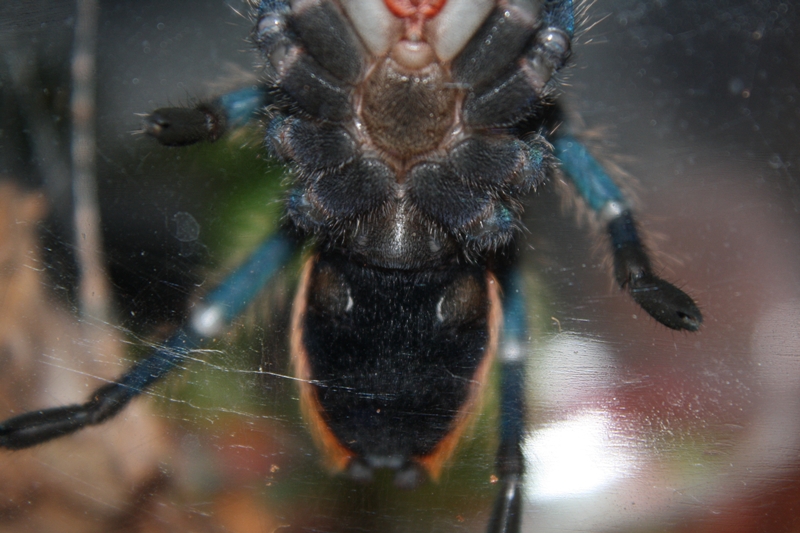 My Gbb, Female??