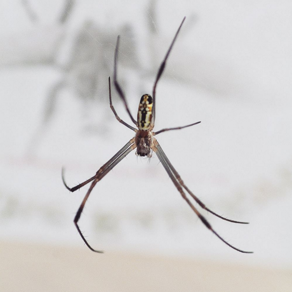 My Golden Orb Weaver 'Nephila inaurata madagascariensis'