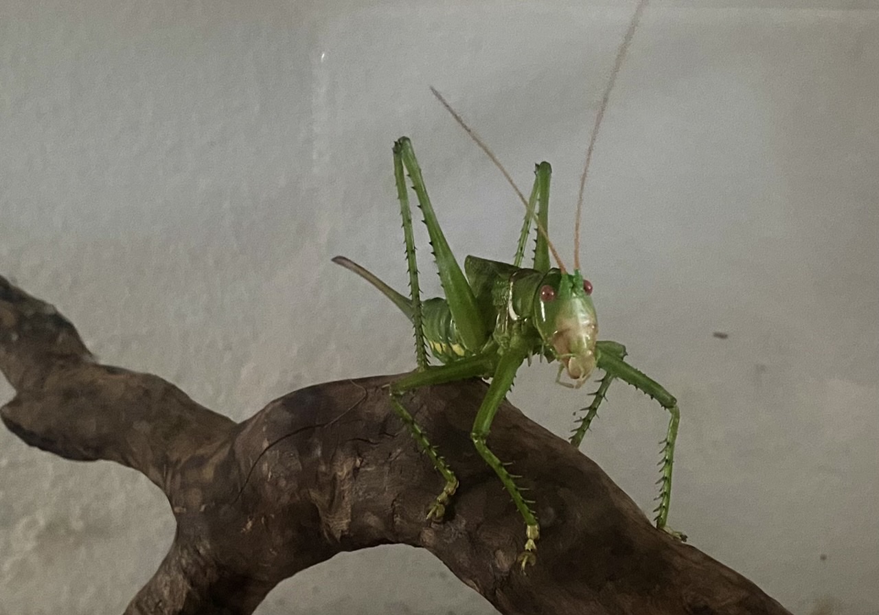 My gorgeous red-eyed katydid