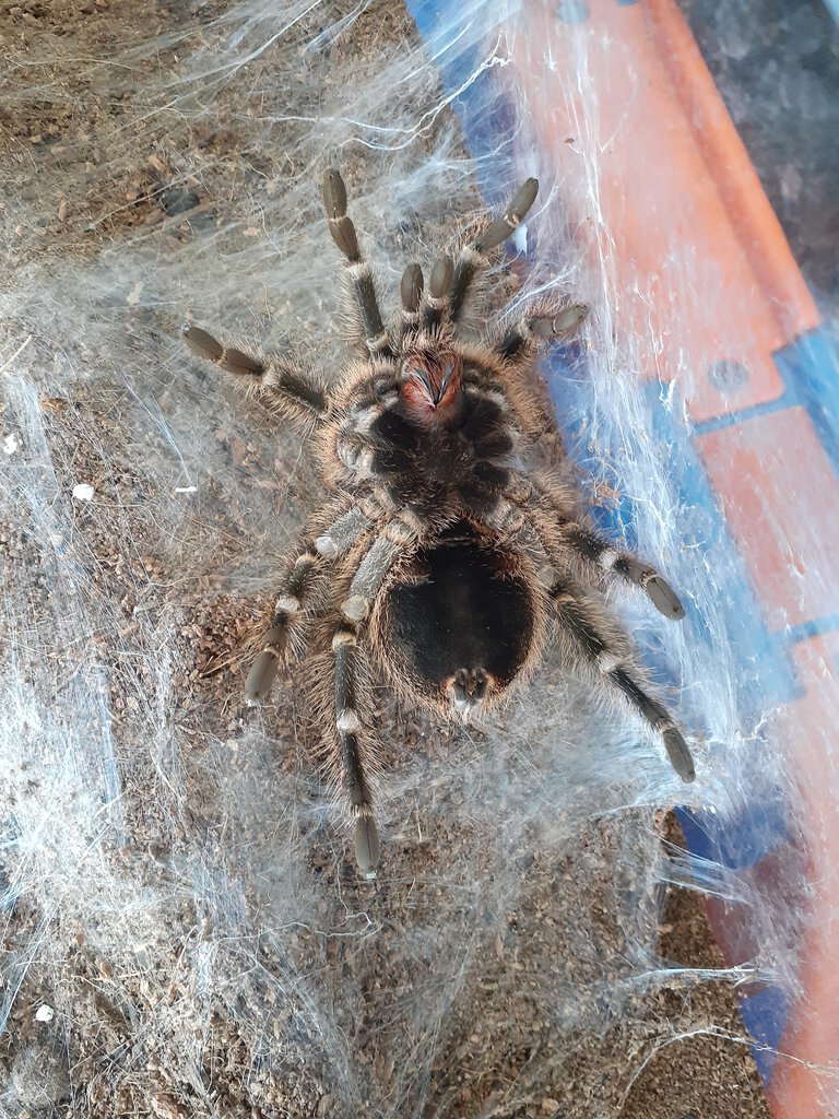 My Grammostola Pulchripes preparing to molt