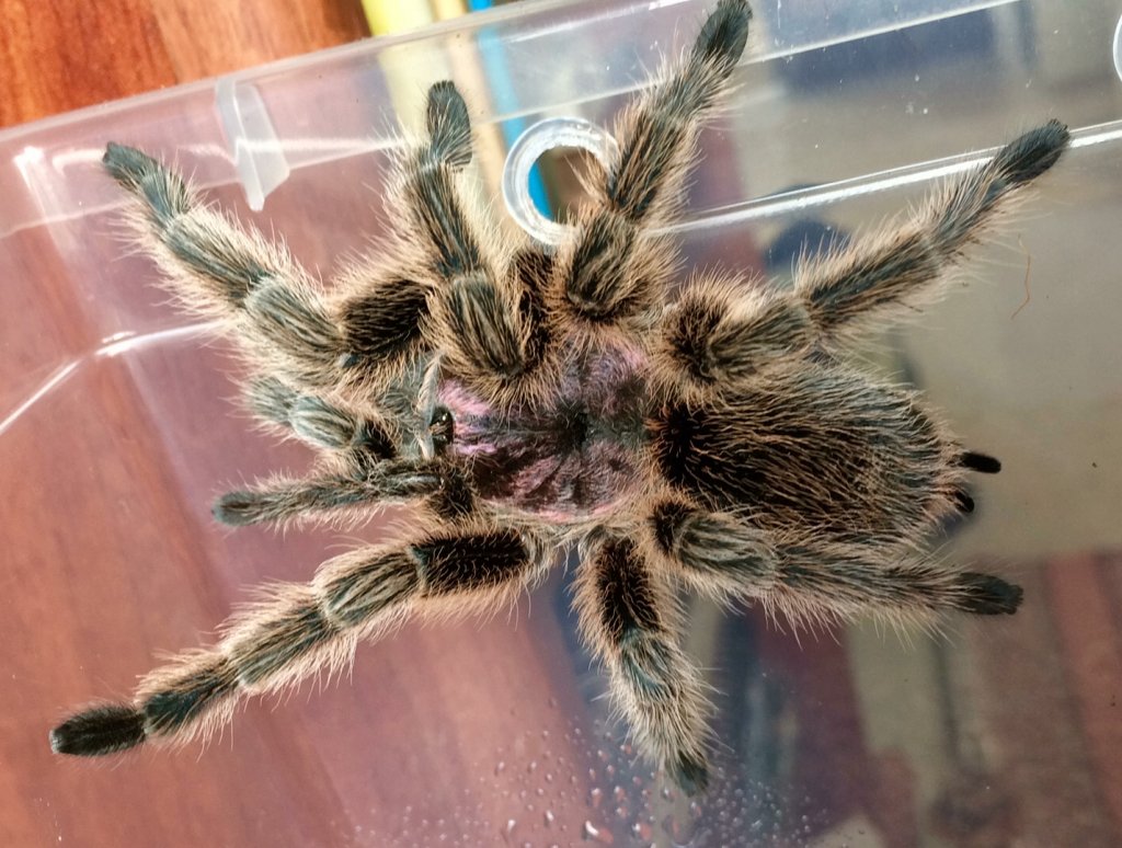 My Grammostola rosea NCF