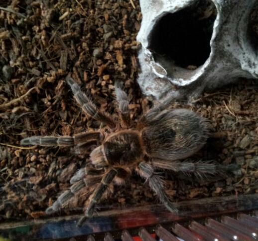 my Grammostola rosea