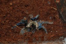 My haplopelma lividum