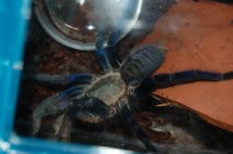 My haplopelma lividum