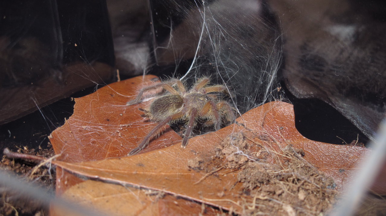 My Harpactira pulchripes first meal in my care.