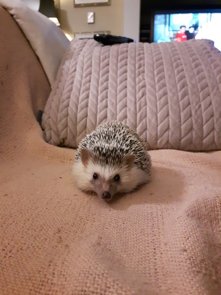 My hedgehog Pippin